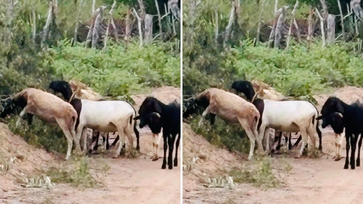 Animais haviam sido roubados na Bahia
