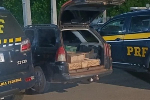 PRF resgata 250 aves silvestres transportadas em gaiolas e sacos de nylon