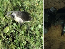 Imagem - Mais de 100 ovos de tartaruga marinha são resgatados em praia de Salvador