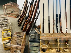 Imagem - Mais de 20 aves silvestres são encontradas em fábrica clandestina de armas na Bahia