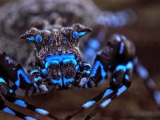 Imagem - Expedição científica descobre aranha que brilha em azul neon em área remota na África conhecida como 'Fonte da Vida'