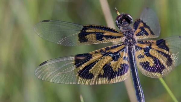 A libélula-borboleta recebeu esse nome pelo padrão de cores e asas largas que podem fazê-la se camuflar como animais menos apetitosos para predadores por Rob Taylor / The Wilderness Project