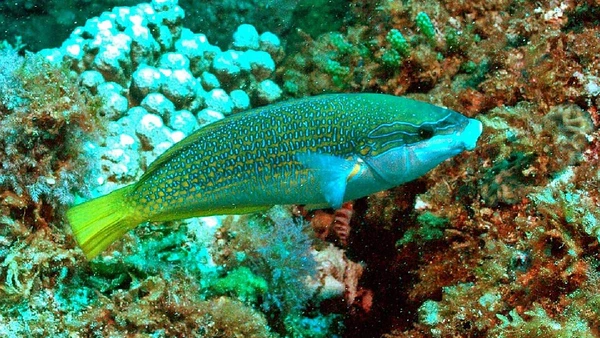 Bodião por Graham Edgar / Reef life Survey / Wikimedia Commons