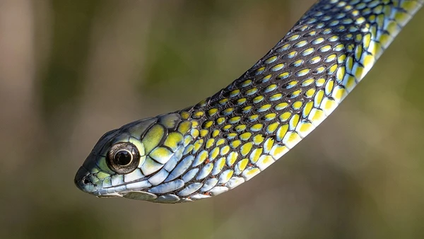 Cobra-de-olhos-grandes, um dos únicos quatro registros feitos do animal na Angola por Piotr Naskrecki / The Wilderness Project