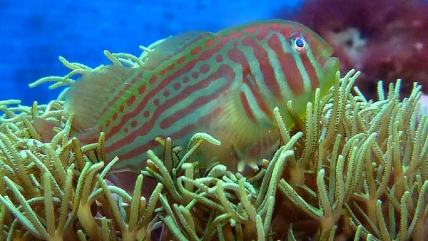 Gobídeos por Dr. Oliver Schneider / Wikimedia Commons