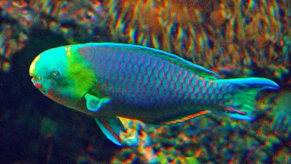 Peixe-papagaio por Hectonichus / Wikimedia Commons
