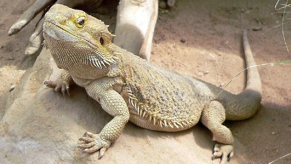 Lagarto pogona por Frank C. Müller / Wikimedia Commons