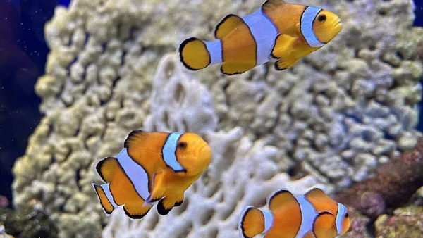 Peixe-palhaço por Bruxton / Wikimedia Commons