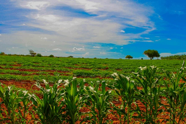 Glória lidera a produção aquícola no estado, produz cerca de 825 toneladas de tilápia por mês, gera empregos e abastece mercados em seis estados do Nordeste. por Divulgação 