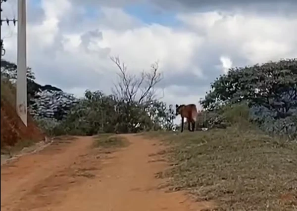 Lobo-guará foi visto no sítio de Ana Luiza Guimarães por Reprodução