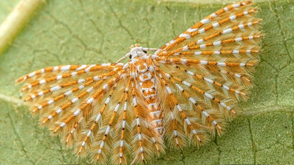 Mariposa-de-muitas-plumas por Nicky Bay / The Wilderness Project