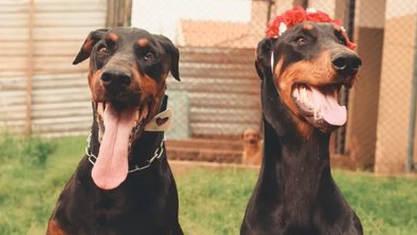 Mudança pode ser durante o desenvolvimento do animal, apenas quando necessário ou uma enganação
