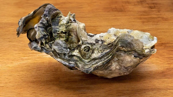 Ostra por W.carter / Wikimedia Commons