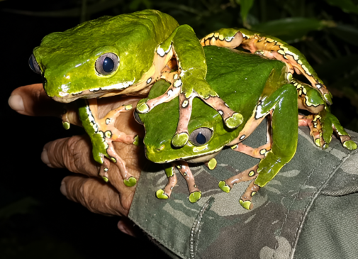 O sapo kambô (Phyllomedusa bicolor) é a fonte do veneno amazônico utilizado em rituais; autoridades fazem alerta sobre os riscos da prática  por Divulgação/GovBR - Imagem melhorada por IA
