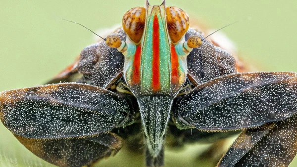 Os percevejos-das-plantas são conhecidos por sua aparência que ajuda a se camuflar em meios às folhas por Nicky Bay / The Wilderness Project