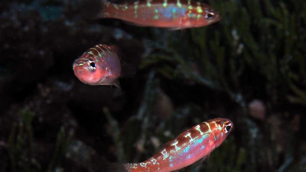 Serrano-estriado por coralreefdreams / Wikimedia Commons