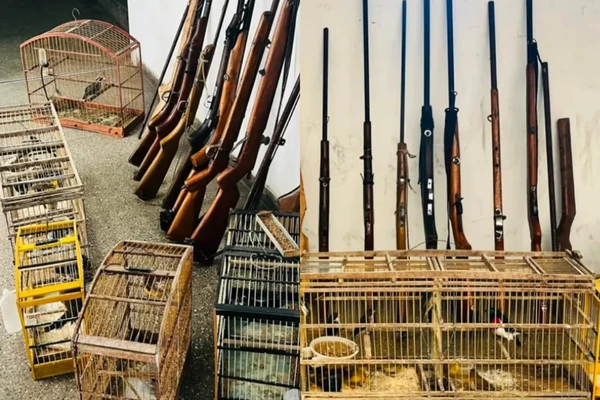 Polícia resgatou os animais e apreendeu armas em Gongogi, mas ninguém foi preso