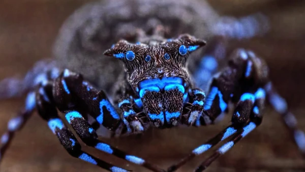 Uma aranha-caranguejo-coroada, ainda não descrita, brilha sob luz ultravioleta