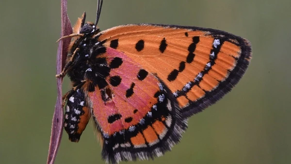 Uma borboleta cobre adulta por Rob Taylor / The Wilderness Project