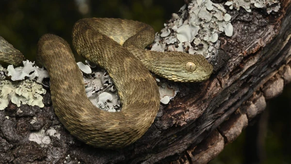 Víbora-arbustiva, um dos poucos registros deste animal na Angola por Rob Taylor / The Wilderness Project