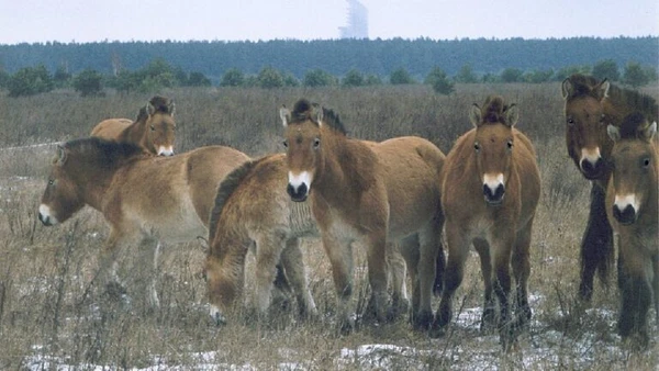 A presença dos cavalos-de-przewalski mostra como a zona de exclusão passou de paisagem humana evacuada a refúgio de grandes mamíferos por Xopc / Wikimedia Commons