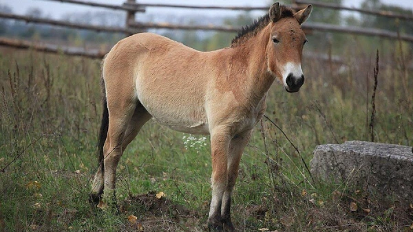 Animais em risco de extinção, como os cavalo-de-przewalski, encontraram em Chernobyl um novo lar