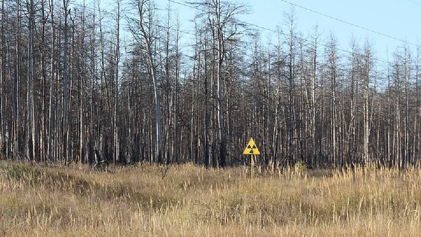 Após o acidente de 1986, parte da zona de exclusão de Chernobyl passou por renaturalização intensa e, em 2016, a Ucrânia criou a Reserva Radioecológica da Biosfera de Chornobyl, a RRCB por ArticCynda / Wikimedia Commons