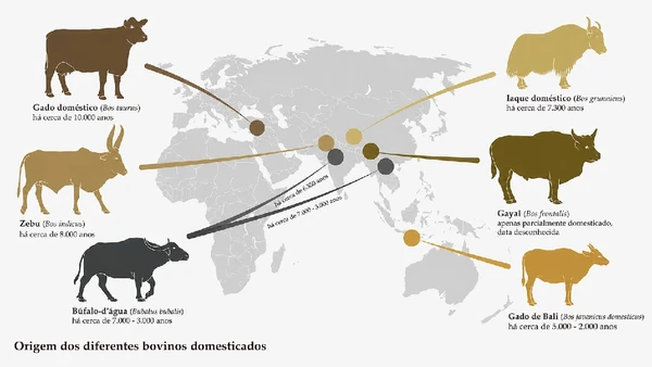Diagrama mostra a origem de diferentes bovinos domesticados a partir de linhagens selvagens do gênero Bos, iniciada pela domesticação de pequenos grupos de auroques por Benjamin Stein / Wikimedia Commons