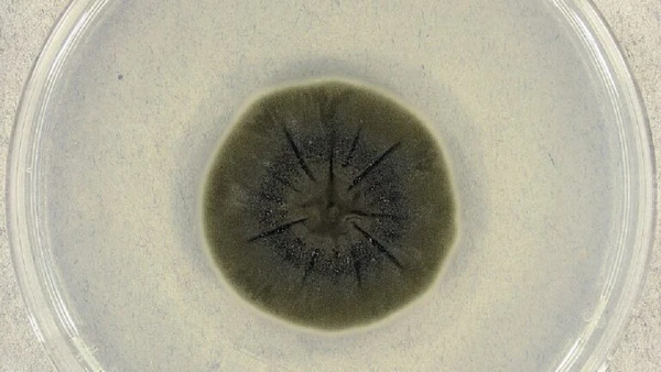 E mesmo nas zonas mais contaminadas, algumas espécies, como os fungos radiotróficos, dão um jeito de sobreviver e prosperar  por Medmyco / Wikimedia Commons