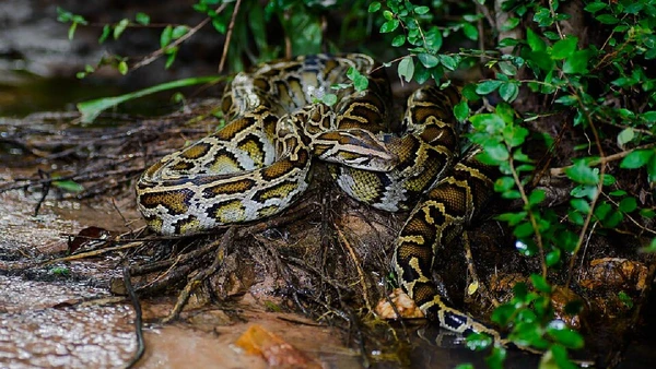 Espécies como as pítons-birmanesas introduzidas no Texas, mesmo sendo originárias de outra região, possuem adaptações biológicas que as tornam ainda mais eficientes no novo habitat do que no seu habitat natural