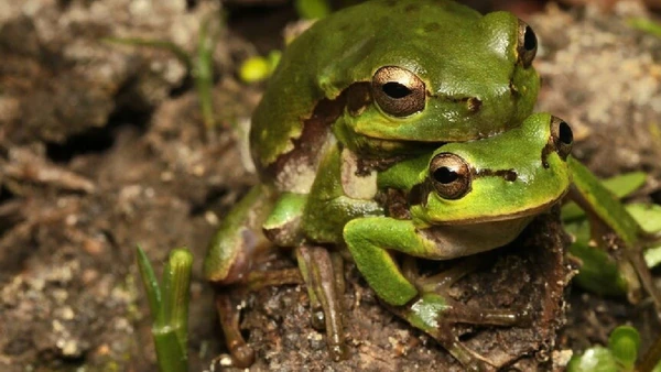 Espécimes comuns de Hyla orientalis