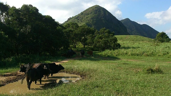 Hong Kong ainda tem bovinos vivendo soltos em áreas rurais, vilas e regiões turísticas, com manejo público para reduzir conflitos com moradores por Winstonlee / Wikimedia Commons