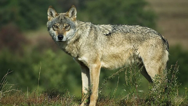 Lobos-cinzentos estão entre os principais predadores de gado, especialmente bovinos jovens ou vulneráveis por Mikkel Houmøller / Wikimedia Commons