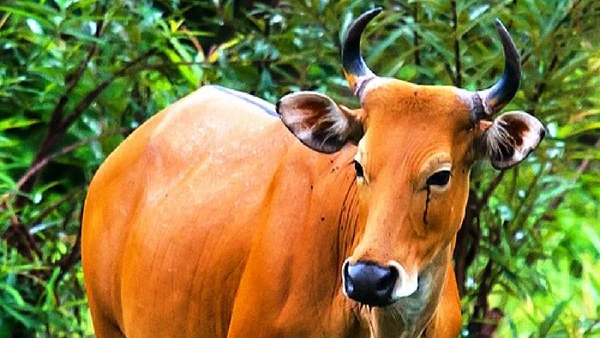 Nem todo “gado selvagem” é vaca doméstica feral; o banteng é um bovino selvagem nativo do Sudeste Asiático e está ameaçado por Thai National Parks / Wikimedia Commons