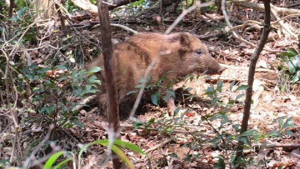 No estudo de câmeras de Fukushima, os javalis apareceram em milhares de registros e se tornaram símbolo da vida selvagem em áreas sem moradores por Belvedere / Wikimedia Commons