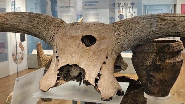 O auroque foi o ancestral selvagem do gado taurino domesticado no Oriente Próximo há cerca de 10,5 mil anos por DFoidl / Wikimedia Commons