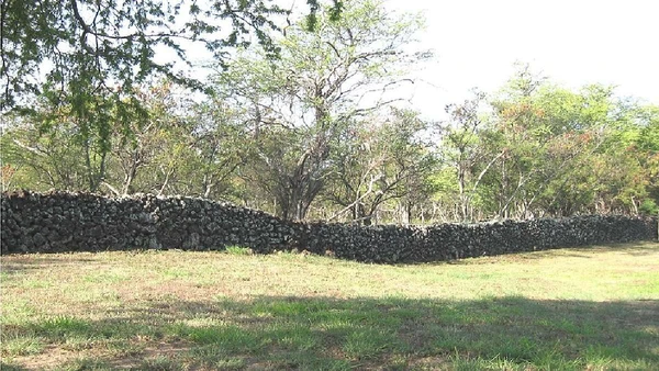 Rebanhos ferais podem virar problema ambiental, sobretudo em ilhas, onde pisoteio, pastagem e ausência de predadores afetam espécies nativas por W Nowicki / Wikimedia Commons