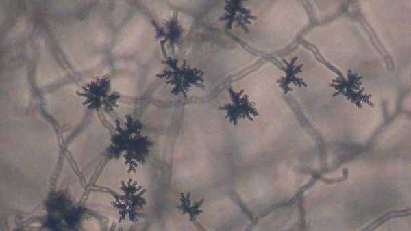 Registros de espécime do gênero Cladosporium