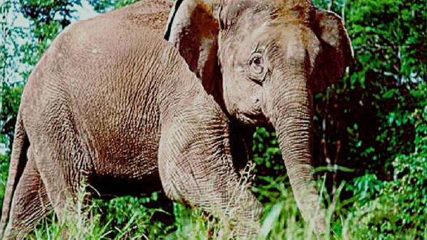 Um exemplo famoso de espécie que passou por nanismo insular foram os elefantes-pigmeus-de-Bornéu, nativos das florestas tropicais da Indonésia