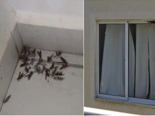 Imagem - Invasão de vespas assusta moradores e leva prefeitura a emitir alerta em cidade baiana