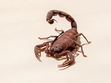 Imagem - Estudo mapeia avanço dos escorpiões e coloca Bahia entre as áreas de maior risco do país