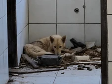 Imagem - Cães são resgatados de situação de maus-tratos em escola desativada no interior da Bahia
