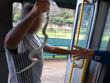 Imagem - Passageiros levam susto após cobra branca aparecer dentro de ônibus durante viagem