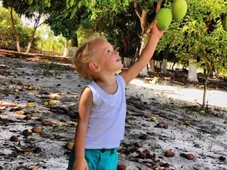 Imagem - As 5 melhores espécies de árvore frutíferas que produzem mais rápido para quem planta em casa