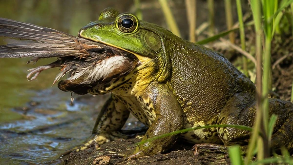 A capacidade de comer quase qualquer coisa torna esta espécie muito perigosa para o ambiente