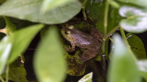 A operação está sendo tocada pela Fundação Municipal do Meio Ambiente (Floram), em apoio à UFSC, ao Ibama, ao IMA e ao ICMBio