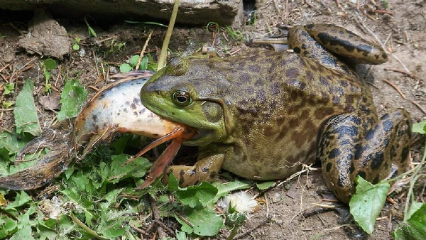 ã-touro é predadora oportunista e pode comer peixes, insetos, aves, répteis, outras rãs e pequenos mamíferos por Rusty Clark - Back In One Piece / Wikimedia Commons