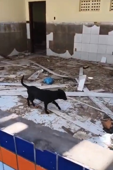 Cães são resgatados de maus-tratos em escola desativada no interior da Bahia por Divulgação