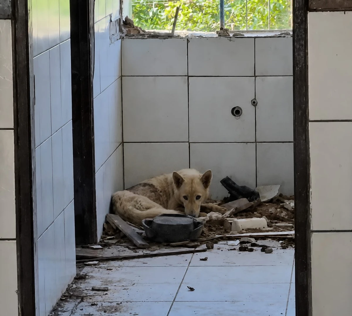 Cães são resgatados de maus-tratos em escola desativada no interior da Bahia por Divulgação