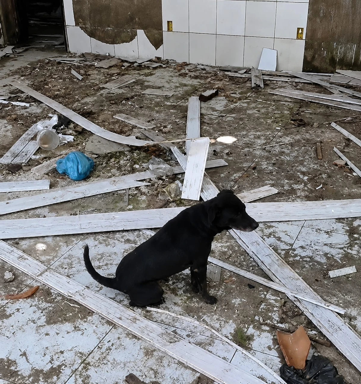 Cães são resgatados de maus-tratos em escola desativada no interior da Bahia por Divulgação
